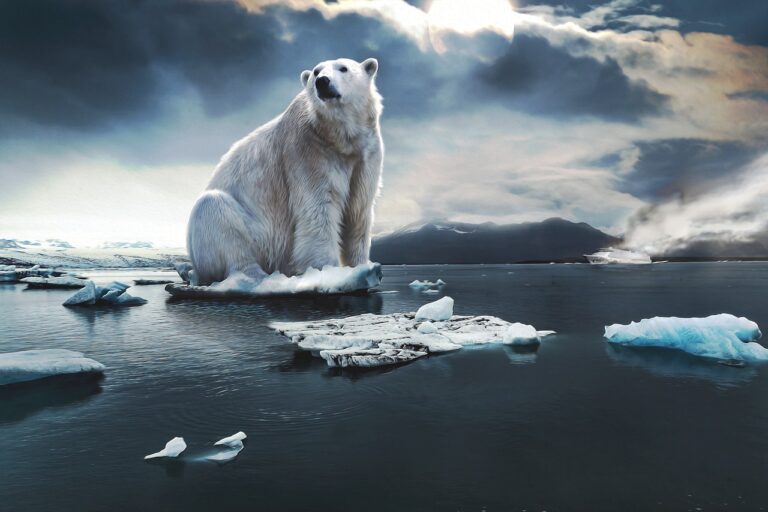 icebear, glacier, cruise ship